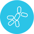 bacterial systems for recombinant antibody production