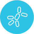 Bacterial expression systems for antibody production