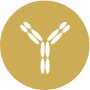 De novo antibody protein sequencing