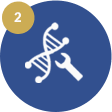 Gene synthesis and cloning for recombinant production