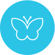 insect systems for recombinant antibody production