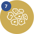 Stable cell line and protocol transference for large-scale antibody production