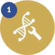 Stable expression vector construction for monoclonal antibody production