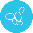 yeast systems for recombinant antibody production