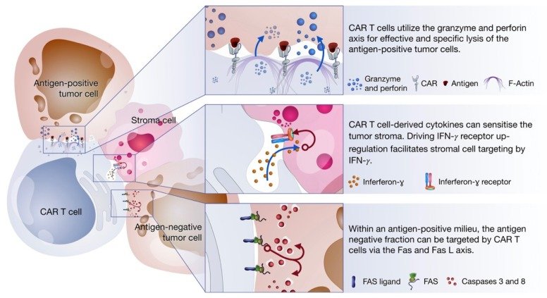 Killing mechanisms CAR-T cells