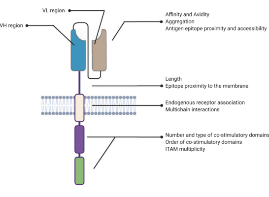 Structure of chimeric antigen receptors