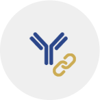 Click chemistry and chemical ADC conjugation