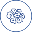 ADC stable cell lines