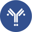 Antibody conjugation