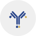 Dual drug ADC production