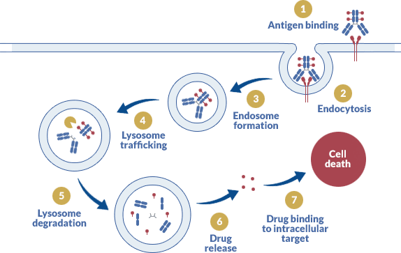 ADC mechanism of action