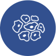 Dog antibody stable cell line development