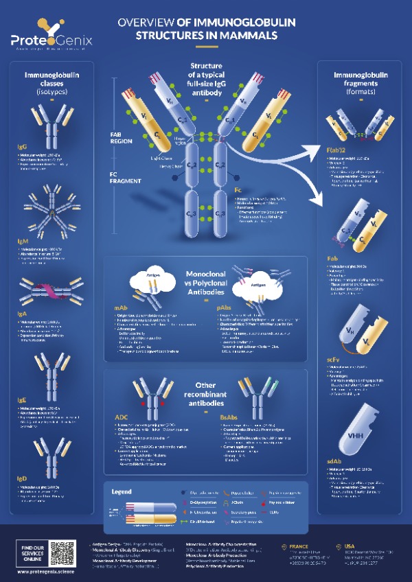 Free Poster - Antibody Discovery - for 2000 points