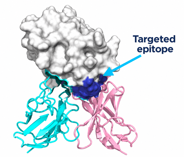 Antibody binding a targeted epitope