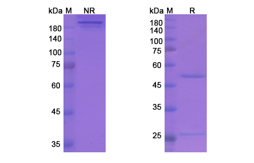 SDS-PAGE for Stamulumab Biosimilar - Anti-MSTN, GDF-8 mAb