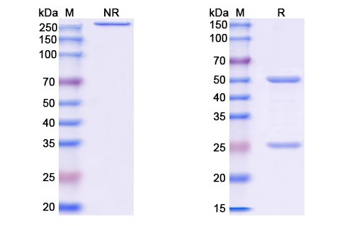 SDS-PAGE for Zamerovimab Biosimilar - Anti-G Glycoprotein mAb