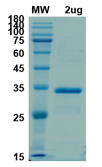 SDS-PAGE for 3CLpro protein; 3C-Like-proteinase