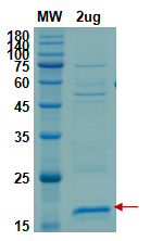 SDS-PAGE for Growth factor-like peptide
