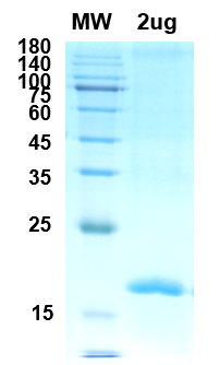 SDS-PAGE for M protein