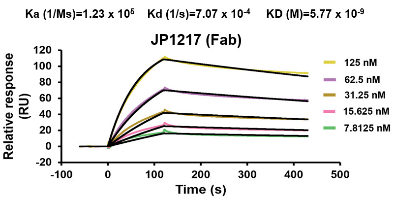 Anti-Human VMAT2 Antibody (JP1217) in ELISA Assay