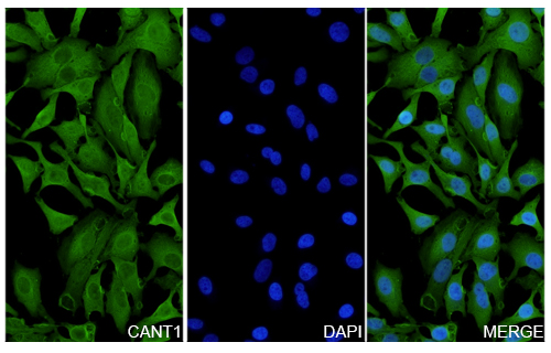 Immunofluorescence analysis of Anti-CANT1 Polyclonal antibody