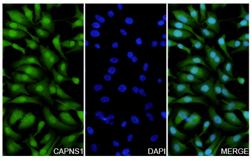 Immunofluorescence analysis of Anti-CAPNS1 Polyclonal antibody