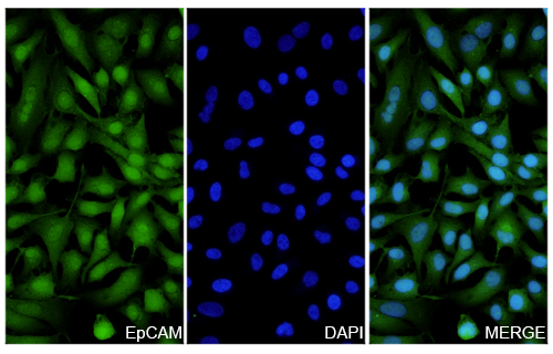 Immunofluorescence analysis of Anti-CD326/EPCAM Polyclonal Antibody