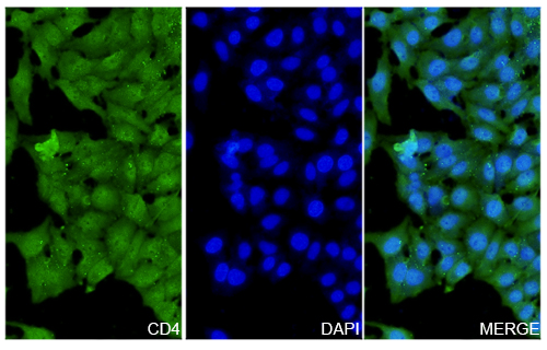 Immunofluorescence analysis of Anti-CD4 Polyclonal Antibody