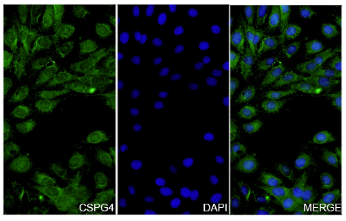 Immunofluorescence analysis of Anti-CSPG4 Polyclonal Antibody