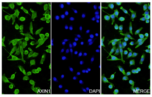Immunofluorescence analysis of Anti-Human AXIN1 Polyclonal Antibody