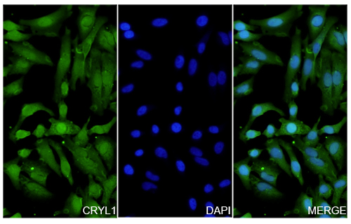Immunofluorescence analysis of Anti-Human CRYL1 Polyclonal Antibody