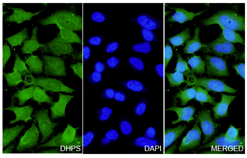 Immunofluorescence analysis of Anti-Human DHPS Polyclonal Antibody