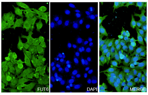 Immunofluorescence analysis of Anti-Human FUT6 Polyclonal Antibody
