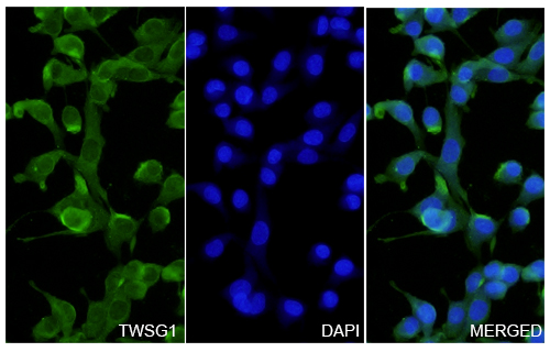 Immunofluorescence analysis of Anti-Human TWSG1 Polyclonal Antibody
