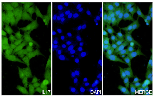 Immunofluorescence analysis of Anti-IL17A Polyclonal antibody