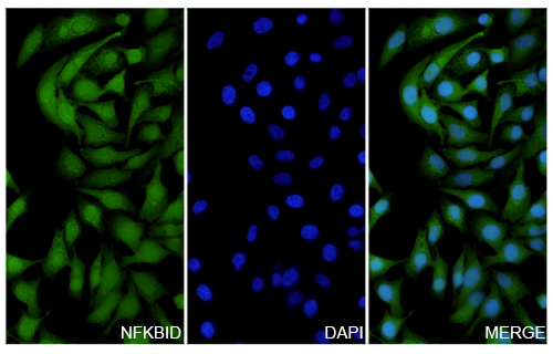 Immunofluorescence analysis of Anti-NFKBID Polyclonal antibody