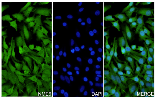 Immunofluorescence analysis of Anti-NME6 Polyclonal antibody