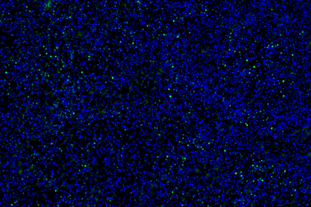 Immunofluorescence analysis of Anti-Parkin Antibody (N136/16)
