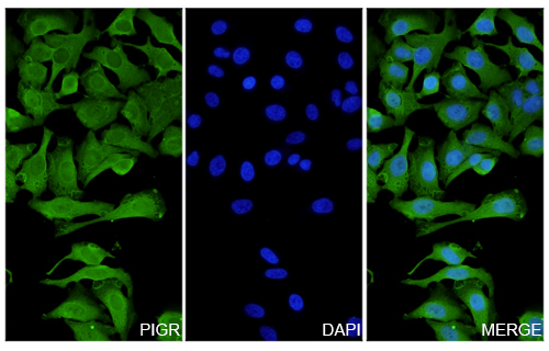 Immunofluorescence analysis of Anti-PIGR Polyclonal antibody