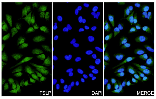 Immunofluorescence analysis of Anti-TSLP Polyclonal Antibody