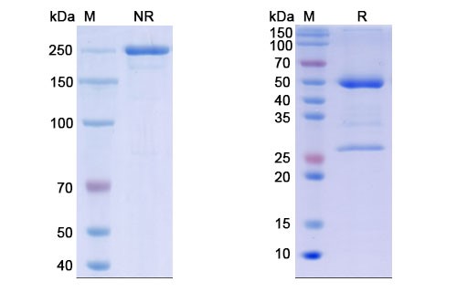 SDS-PAGE for Landogrozumab Biosimilar - Anti-MSTN, GDF8 mAb
