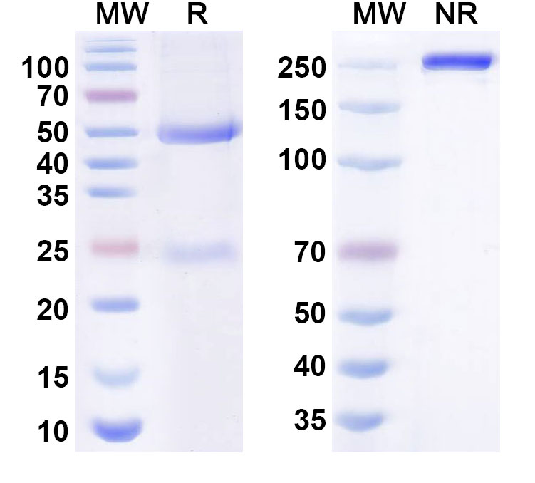 SDS-PAGE for Abazistobart Biosimilar - Research Grade