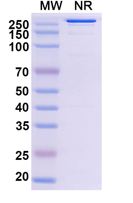 SDS-PAGE for Research Grade Abiprubart