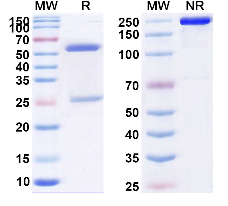 SDS-PAGE for ABX-IL8 Biosimilar - Anti-IL8;CXCL8 mAb - Research Grade