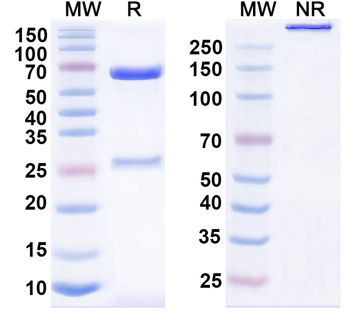 SDS-PAGE for Acasunlimab Biosimilar - Anti-CD274,TNFRSF9 mAb - Research Grade