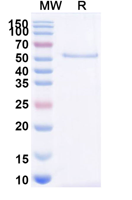 SDS-PAGE for Research Grade Acimtamig