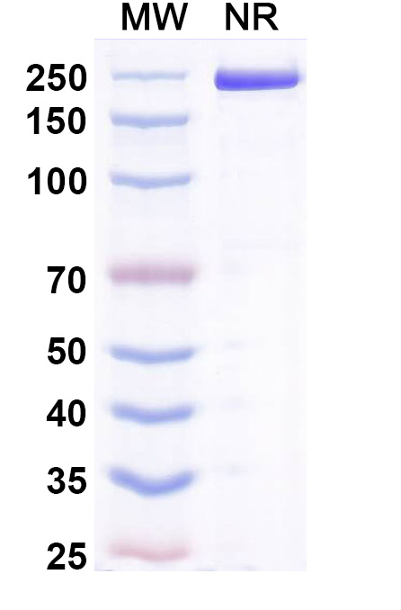 SDS-PAGE for Acrixolimab Biosimilar - Anti-PDCD1 mAb - Research Grade
