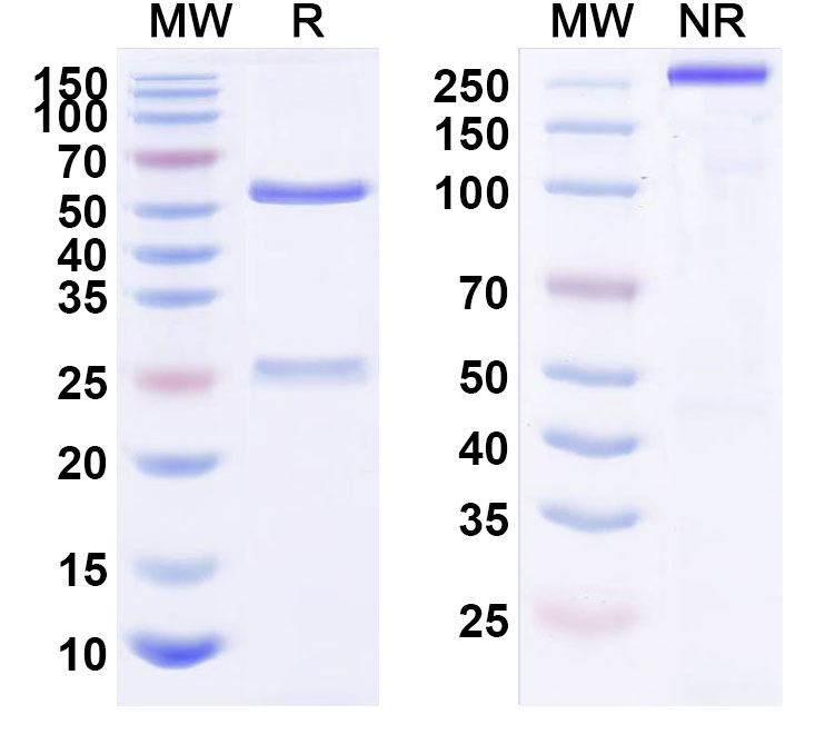 SDS-PAGE for Actoxumab Biosimilar - Anti-toxin A mAb - Research Grade