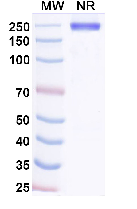 SDS-PAGE for Adakitug Biosimilar - Research Grade