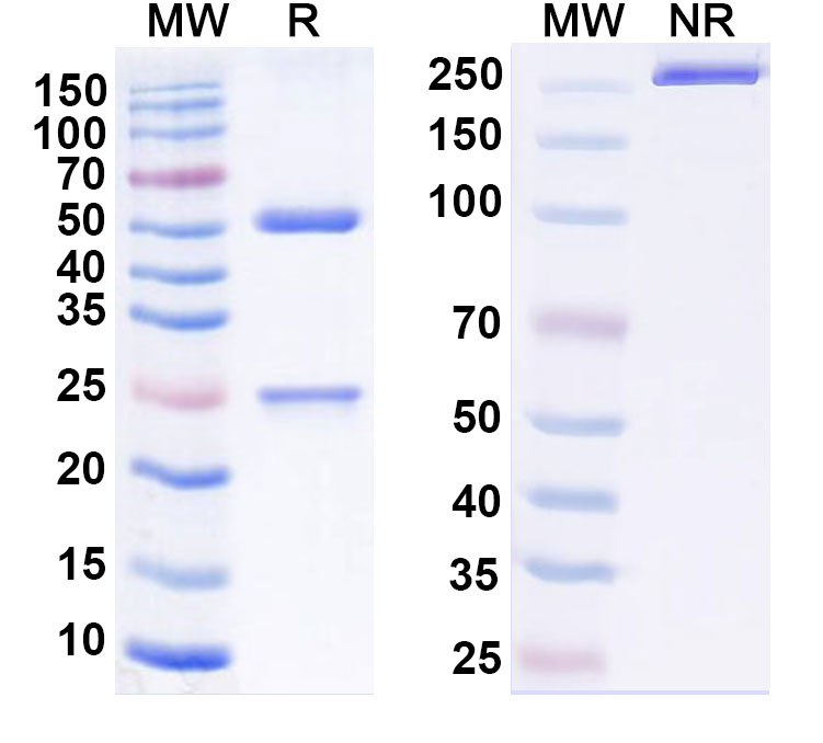 SDS-PAGE for Adintrevimab Biosimilar - Anti-Spike RBD mAb - Research Grade